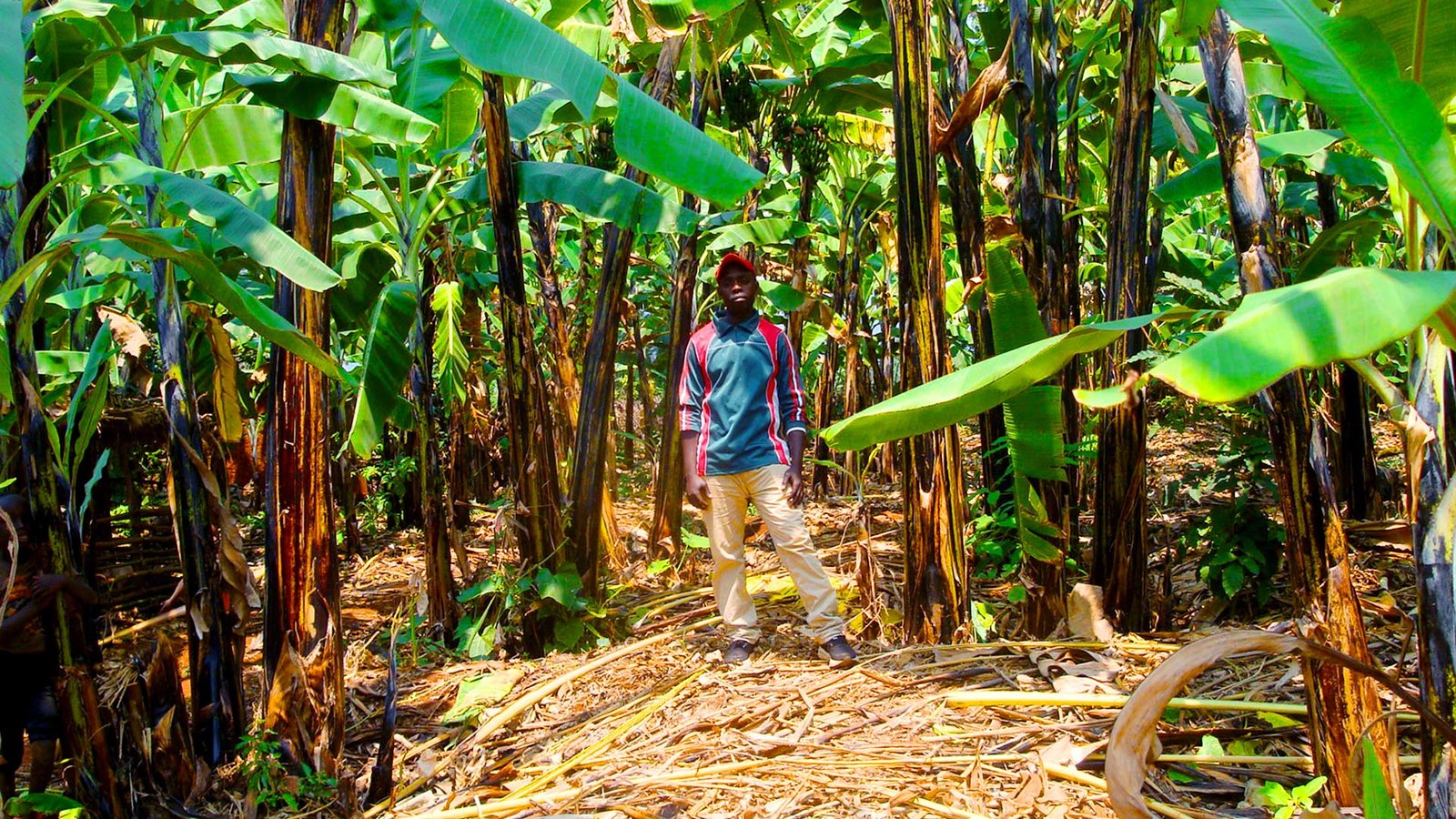 Du sol Fertile à la maison éclairée